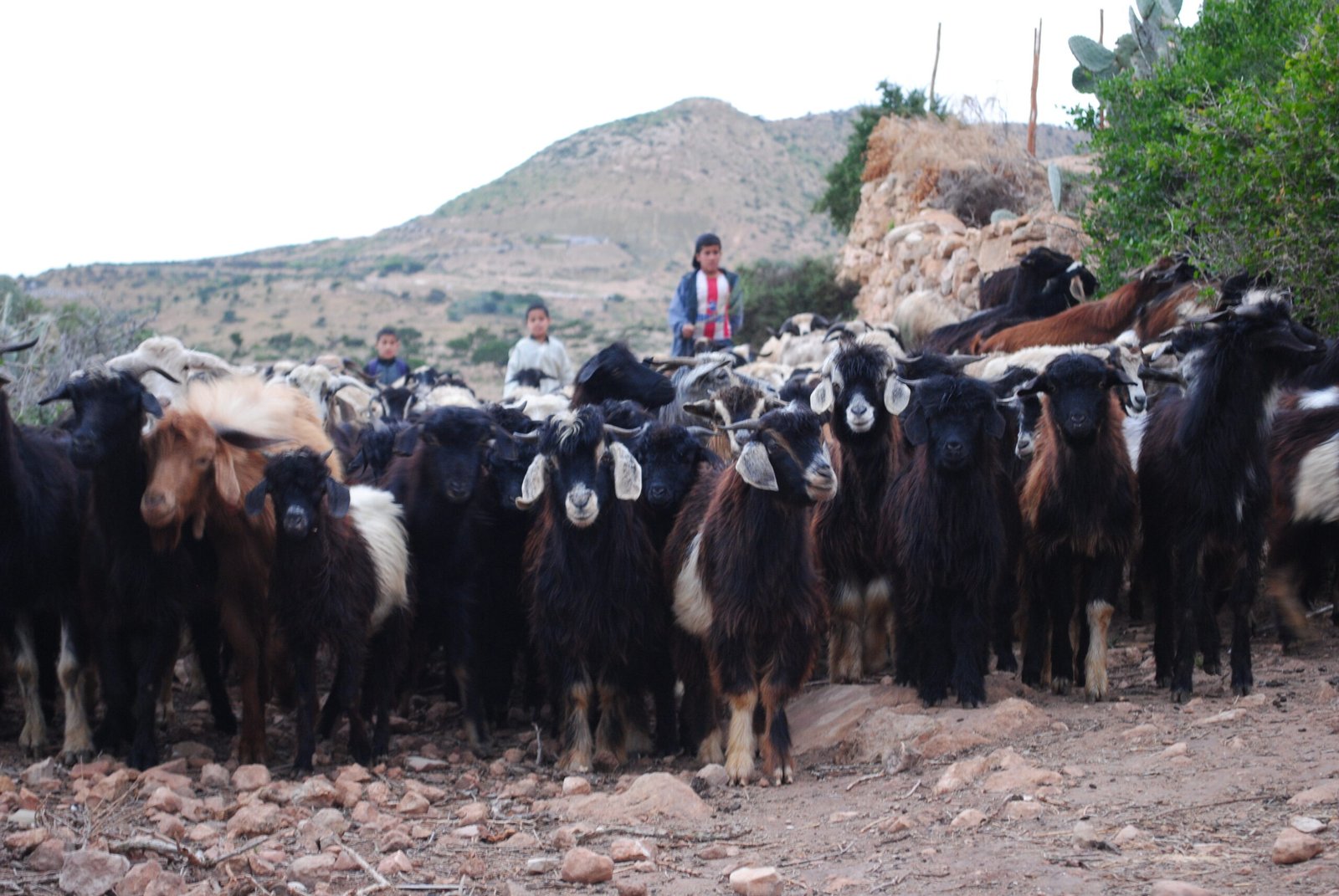 Akal tent stay, Tamri, Morocco