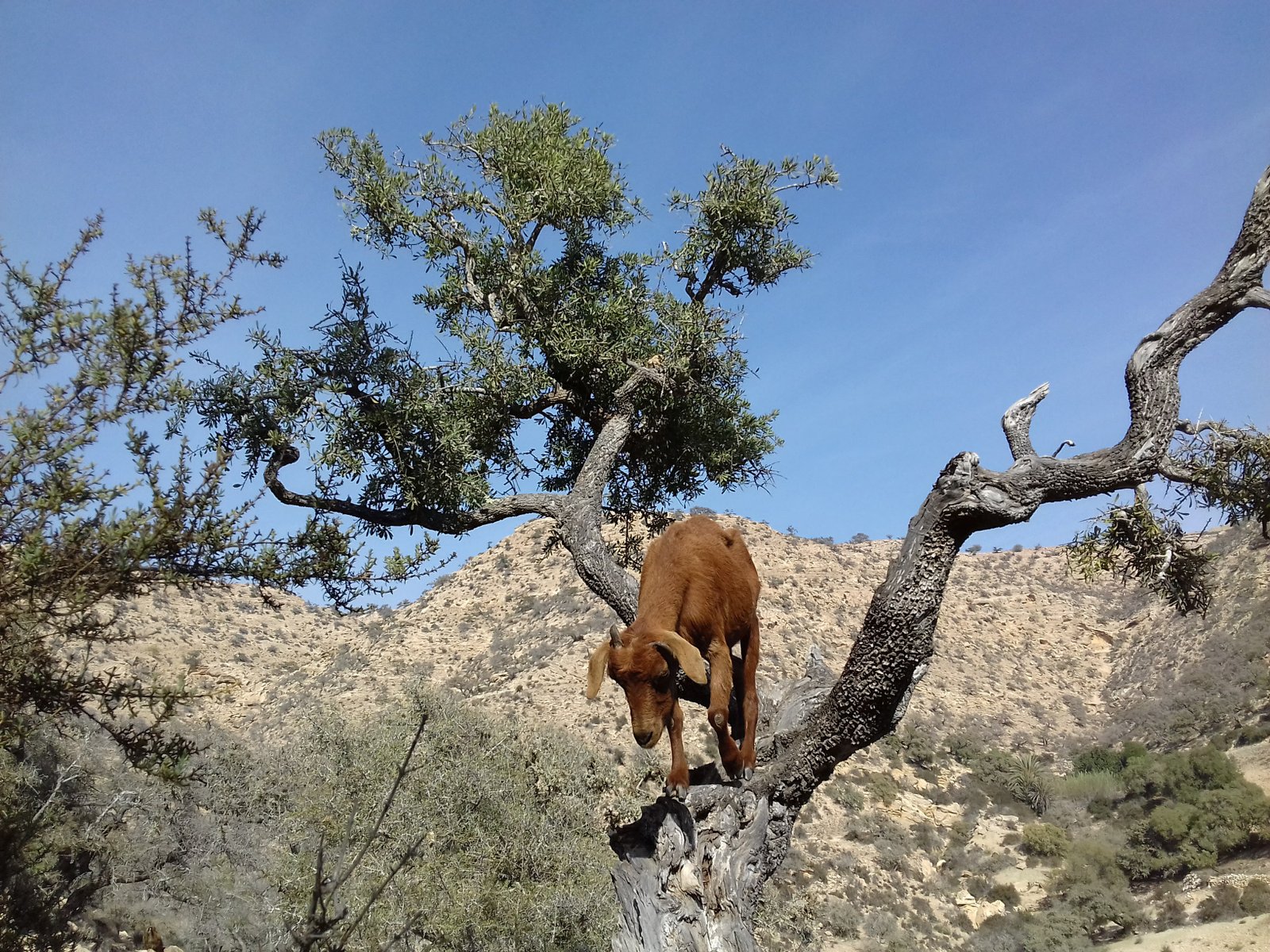 Argan Forest Walk & Tree-Climbing Goats – experience in Tamri, Morocco